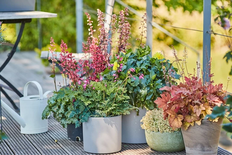 Bunt statt grau: Diese Pflanzen bringen Farbe in den Herbst