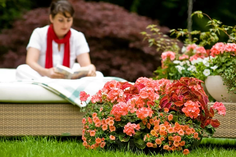 Dauerblueher in warmen Rottoenen